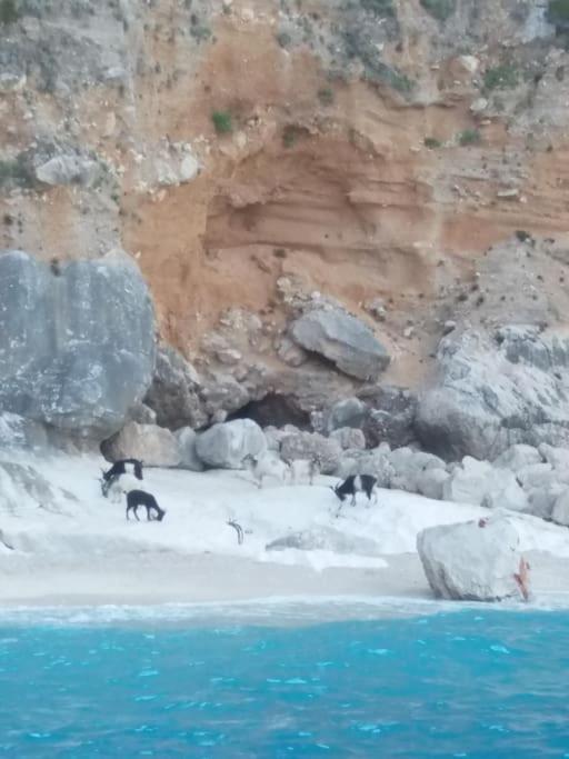 شقة Dommu Amsicora بوناي المظهر الخارجي الصورة